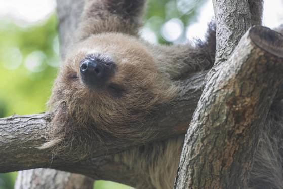 잠을 자고 있는 수컷 나무늘보 얼음. 새끼 나무늘보들의 아빠이자 무리를 이끄는 우두머리다. [사진 에버랜드]