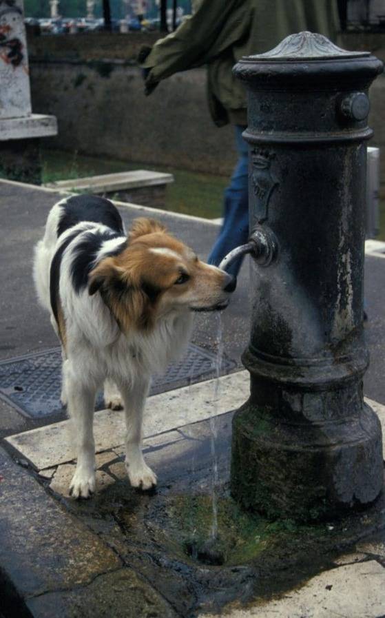 로마 곳곳에 설치된 공공음수대에서 로마 시민들과 관광객들은 손쉽게 물을 마시곤 한다. [텔레그래프 캡처]