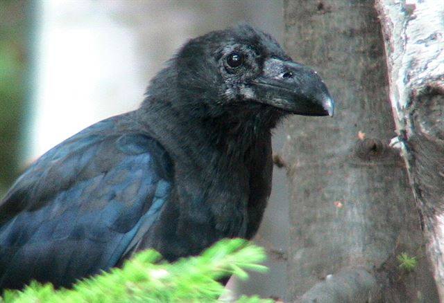 2011년 일본 훗카이도의 한 공원 나무 위에 까마귀가 앉아있다. 국립생태원 제공