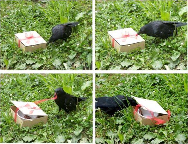 일본 우츠노미야대학교 연구실에서 사육 중인 까마귀가 2004년 8월 상자 속의 먹이를 먹기 위해 부리로 리본을 풀고 있다. 국립생태원 제공