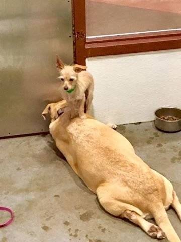 몸집이 작은 클라이드가 거의 항상 몸집이 큰 보니의 등이나 몸 위에 올라가 있어 직원들은 물론 이곳을 찾는 사람들의 눈길을 끌었던 것. 그렇지 않은 경우를 볼 때가 더 드물다고 한 직원은 회상했다.