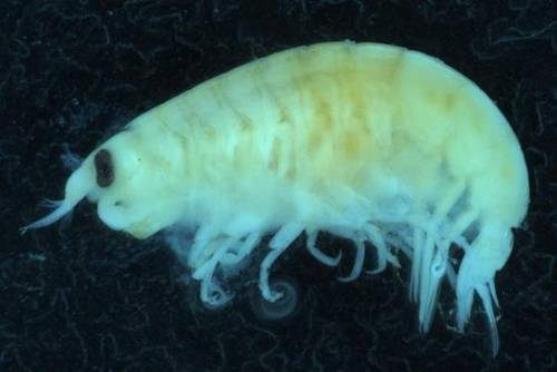 소년을 공격한 절지동물 갑각류(amphipods) 모양[출처: 빅토리아 박물관]
