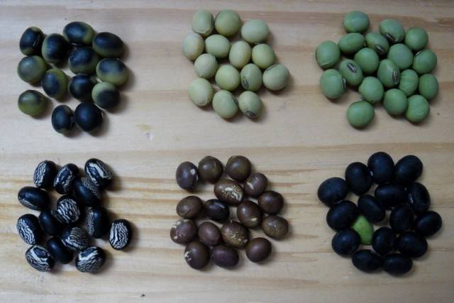 ▲ 보리, 감자 후작으로 심을 수 있는 밥밑콩들. 밥밑콩, 수수, 조는 6월 상순, 메주콩, 쥐눈이콩, 콩나물콩, 녹두, 팥은 6월 하순 장마기까지, 메과기장은 7월 상순까지 심는다. ⓒ이영동