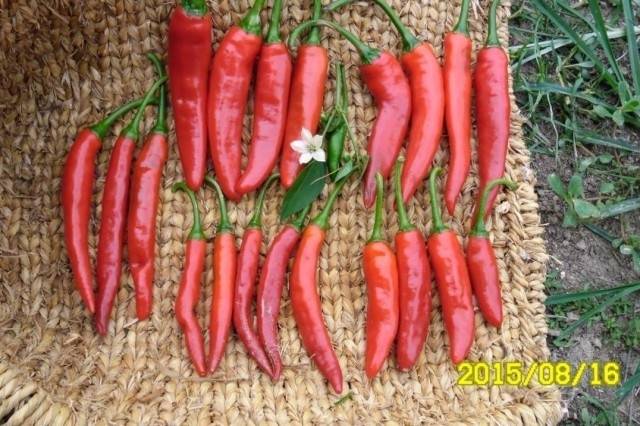 ▲ 다양한 청양고추 변이종. ⓒ이영동