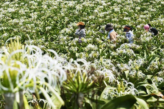 토끼섬은 국내 최대 문주란 자생지다.