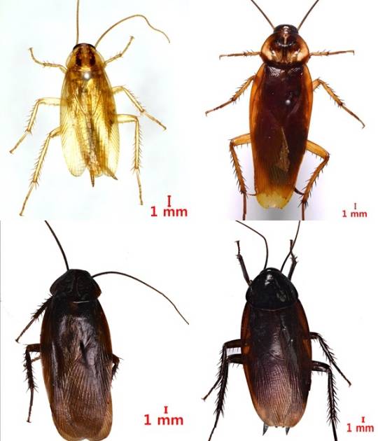 왼쪽 위부터 시계방향으로 독일바퀴, 미국바퀴, 먹바퀴, 일본바퀴. 사진=세스코 제공