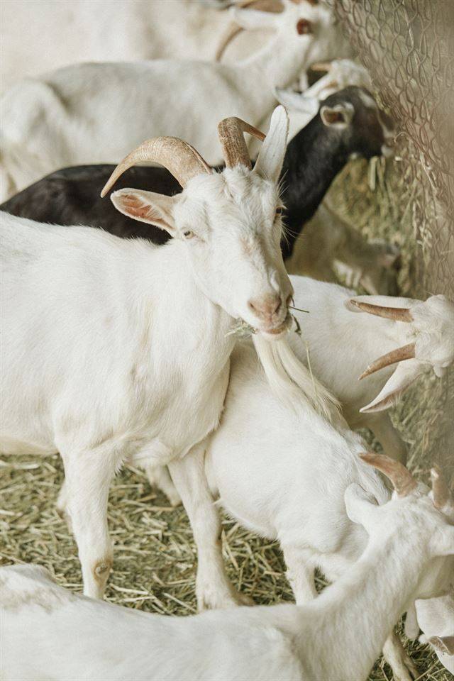 경남 하동 상남치즈 목장의 염소. 흰 염소, 또는 유산양이다.