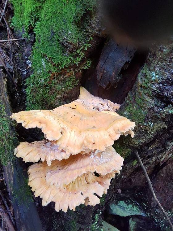 안정숙씨가 페이스북에 올린 덕다리버섯(식용) 사진.