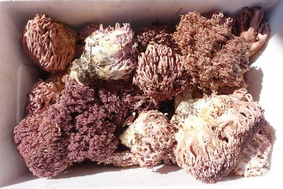 홍천 오일장에 나오면서 담아온 상자를 개봉한 직후의 싸리버섯. 신선하고 최고급품이다.