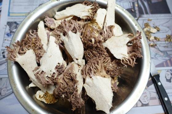 다듬고 쪼개 삶을 준비를 마친 싸리버섯.