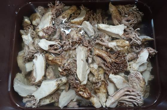 삶은 싸리버섯을 우리고 있다. 모두 참싸리버섯이어서 독성이 없지만 싸리버섯에 심하게 중독된 경험이 있어 만약에 대비해 모두 우렸다.