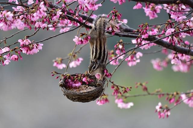 ▲ 새들 먹으라고 벚꽃나무 가지에 모이 바구니를 묶어놓았더니 다람쥐도 와서 먹는다. ⓒ도연