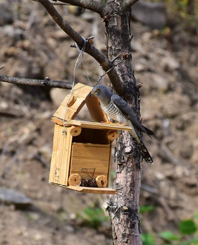 ▲ 뻐꾸기 암컷이 딱새둥지에 탁란하려고 기회를 보고 있다. ⓒ도연