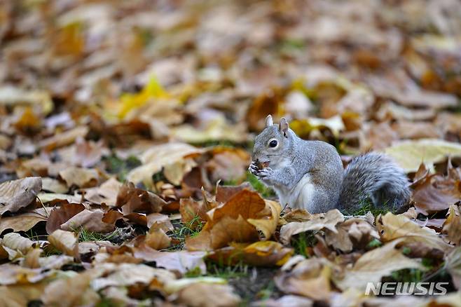 [런던=AP/뉴시스] 17일(현지시간) 영국 런던의 세인트 제임스 공원에서 회색 다람쥐 한 마리가 낙엽 위에 앉아 먹이를 먹고 있다. 2021.11.18. * 기사 내용과 관련 없음