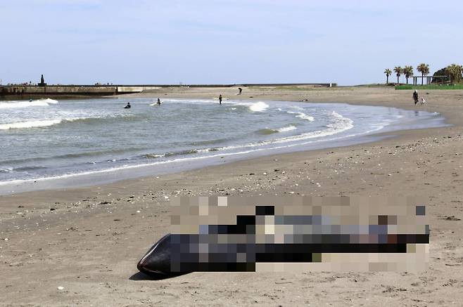 일본 치바현 해안가에서 돌고래 30여마리가 좌초된 채 발견돼 대지진의 전조일 수 있다는 불안감이 커지고 있다. /사진=현지 매체 '교도통신' 갈무리