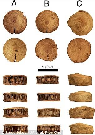 연구팀이 발굴한 척추뼈 3개.