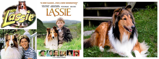 '래시' TV시리즈와 영화 포스터의 모델견 콜리.(사진출처 구글) © News1