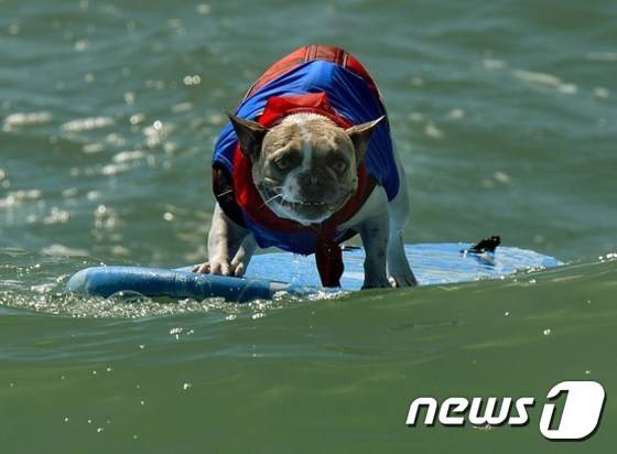 미국의 한 10대 소녀와 애완견과 유사 성행위를 한 혐의로 경찰에 붙잡혔다.(해당 사진은 기사와 무관)© News1 DB