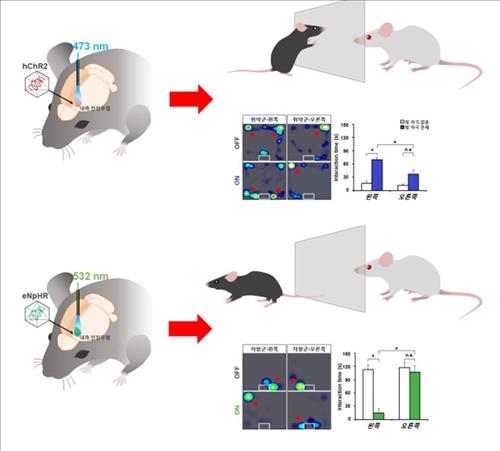 스트레스를 받은 쥐의 왼쪽 전전두엽 활성도 변화를 통한 행동 변화 유도. (위 그림)스트레스를 받은 쥐들 중 우울증 증세를 보이는 취약군의 왼쪽 전전두엽을 파장 473나노미터의 레이저로 자극하면 우울증 증세가 회복된다. (아래 그림) 스트레스 저항성이 있는 쥐들도 파장 532나노미터의 레이저로 왼쪽 전전두엽의 활성도를 낮추면 우울증 증세를 보인다.