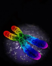 염색체 모양에 동성애를 상징하는 무지개색을 입힌 그래픽/사진=위키미디어