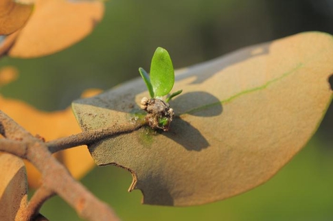 자신의 잎 뒷면에서 발아한 참나무겨우살이의 싹