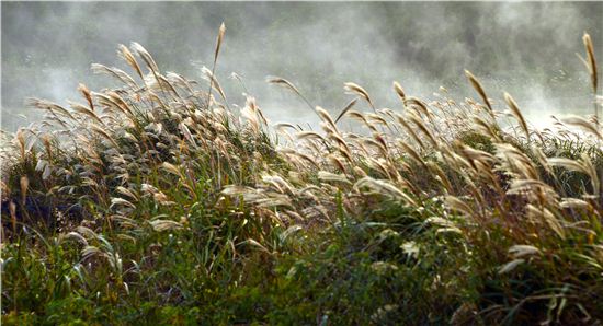 억새와 안개가 빚어내는 가을날의 비자림로 풍경