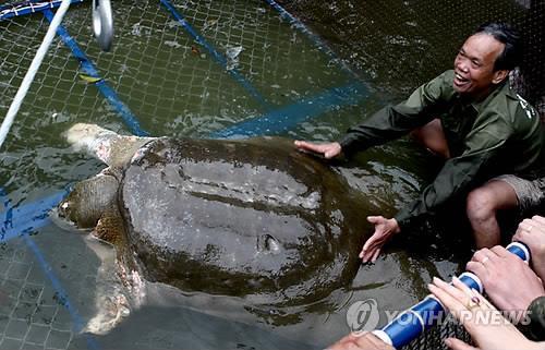 베트남 하노이의 유명 관광지 호안끼엠 호수에 살다가 죽은 '전설의 거북이'(EPA=연합뉴스 자료사진)