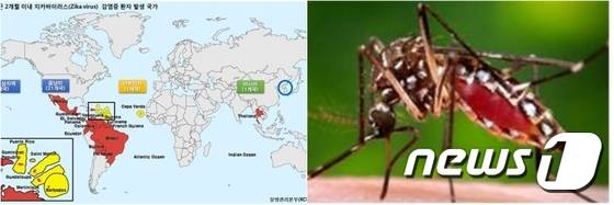 지카바이러스 발생 국가 정보지도(좌), 지카바이러스 매개체인 숲모기(우)© News1