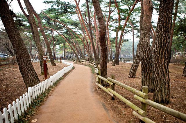 북한산둘레길 1코스에서 만나는 소나무 숲. 한국관광공사 제공