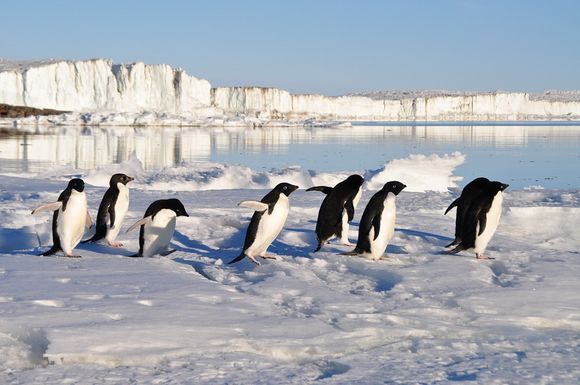 남극 펭귄 15만 마리 떼죽음