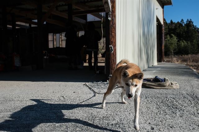 후쿠시마 이다테에 남겨진 개가 자원봉사자들을 반기고 있다. 이 개는 사람들이 피난한 뒤 부쩍 늘어난 야생 멧돼지를 잡기 위해 설치된 덫에 걸려 다리 한 쪽이 절단됐다. 피에르 엠마뉴엘 델레트헤 프리랜서 기자 pe.deletree@gmail.com