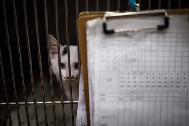 후쿠시마에서 구조된 고양이가 카메라를 응시하고 있다. 가와사키에 있는 이 동물병원은 후쿠시마 고양이를 중성화수술시키고 새 주인을 찾아주는 자원활동에 참여하고 있다. 피에르 엠마뉴엘 델레트헤 프리랜서 기자 pe.deletree@gmail.com