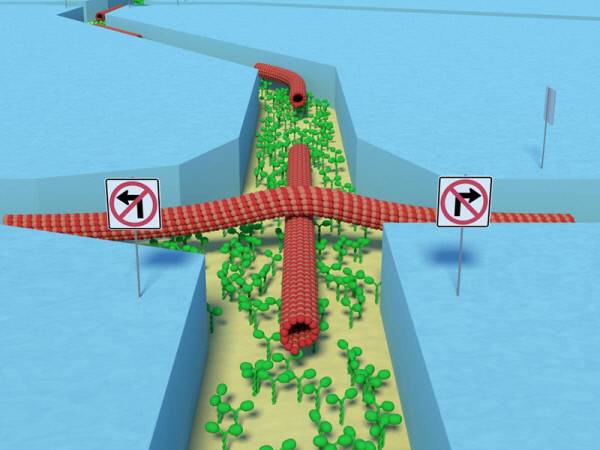 생물체의 에너지 생성에 관여하는 대사물질 ATP를 에너지원으로 하는 생체 슈퍼컴퓨터의 회로는 마치 잘 조직된 도시의 교통망과 같다. 출처:댄 니콜로