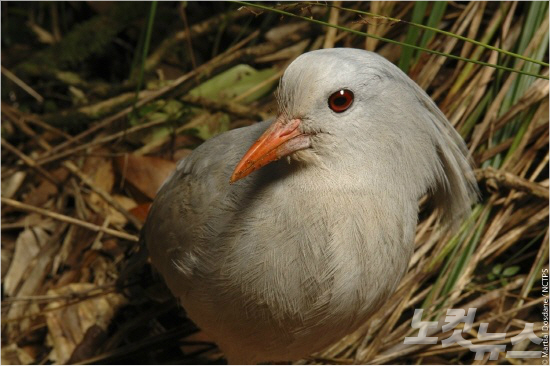 뉴칼레도니아의 상징 새로 불리는 날지 못하는 새 '카구' (사진=에어칼린 제공)