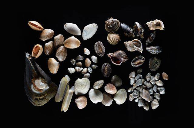 서해 대천과 동해 속초에서 모은 봄 조개들. 왼쪽부터 시계방향으로 1 명주조개 2 주름백합 3 칼조개 4 민들조개(째복) 5 ‘비너스의 탄생’에 등장한 가리비 6 양식 진주담치와 구분되는 자연산 섭 7, 8 조개는 아니지만 조리법이 비슷해 함께 먹기 좋은 사촌들, 소라와 전복 9 그 아래 작은 조개들은 서해안에서 모은 바지락 등 10 갈색 내지 회색을 띄는 참조개. 속 껍질이 희어서 부르는 다른 이름은 백합 11 분홍 빛 새조개 12 흰 빛을 띈 돌조개 13 국내산보다 훨씬 크고 넓적한 미얀마산 맛조개 14 삼손 발 만한 껍데기에 비해 먹을 건 별로 없는 키조개. 강태훈 포토그래퍼