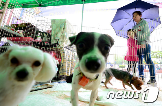 유기동물과의 만남의 날 행사에 나온 반려견들.(자료사진)/뉴스1 © News1 박정호 기자