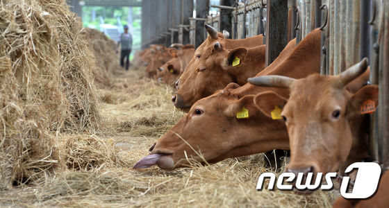 경기도 용인시의 한 농가에서 관계자가 소에게 사료를 주고 있다. © News1 이재명 기자