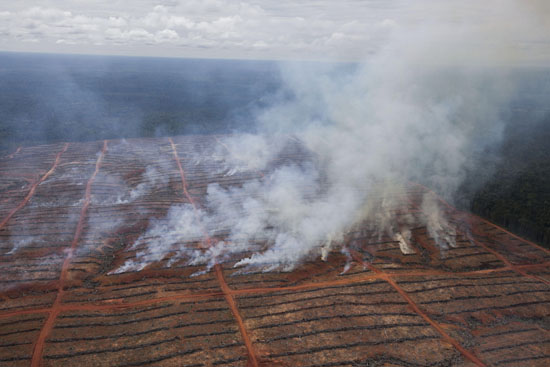 ⓒArdiles Rante/Greenpeace : 2013년 3월26일, 인도네시아 파푸아 섬에 위치한 농장 안에서 베어진 나무에 불이 붙어 연기가 나고 있다. 이곳은 코린도그룹의 계열사 PT BCA가 운영하는 산림 개발 지역이다.