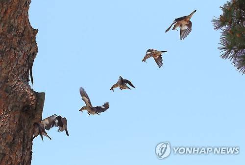 바쁘다, 바빠 (강릉=연합뉴스) 유형재 기자 = 2일 강원 강릉시 도심 공원 소나무에 둥지를 튼 희귀철새 붉은부리찌르레기가 새끼에게 먹이를 물어 나르느라 바쁘다.캐논 7D마크2로 다중촬영. 2016.6.2 yoo21@yna.co.kr