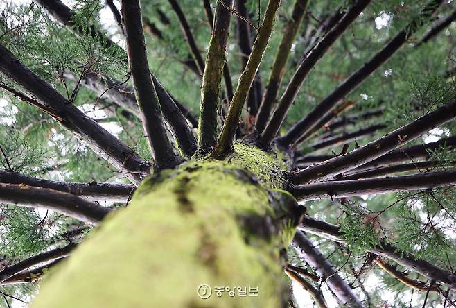 높이 20m가 넘는 편백나무를 200mm 망원랜즈로 최대한 당겨서 봤다.