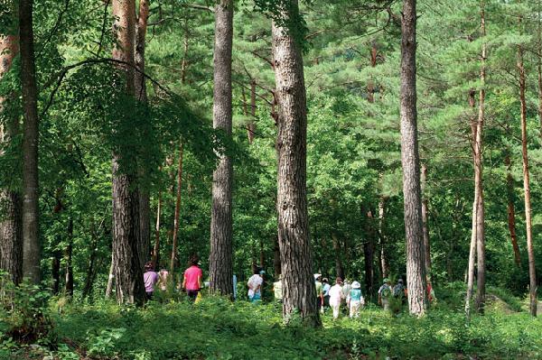 [월간산]좋은 숲만 있으면 어디든 찾아서 걷는 사람들이 많다. 사진은 울진 소광리 금강송 숲길을 걷는 사람들.