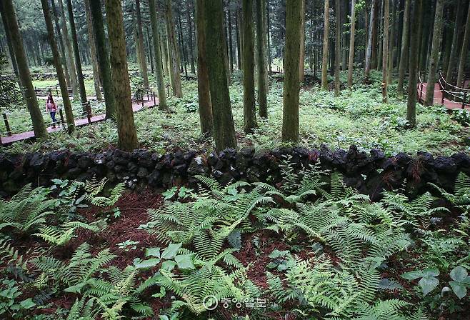 사려니오름 가는 길. 삼나무 빼곡한 깊은 숲길이 한없이 이어진다.