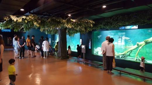 - 민물고기 생태체험관 내부. 남녀노소 누구나 익숙한 민물고기들이 있어 누구나 부담없이 관람할 수 있다. 특히 어린이를 동반한 가족이라면 교육장소로도 손색이 없다.