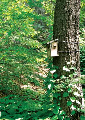 [월간산]새를 연구하기 위해 나무 곳곳에 새집을 만들어 놓았다.