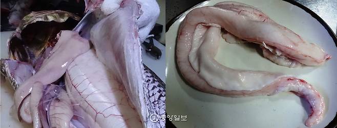 민어는 부레를 으뜸 별미로 꼽는다. 내장 중 가장 부피가 큰 게 내장이다. 머리 쪽에서 왼쪽으로 늘어진 것은 간, 누런빛을 띤 두 가닥은 자라지 않은 알이다. 오른쪽은 손질해 접시에 남은 10kg 민어 암치의 부레