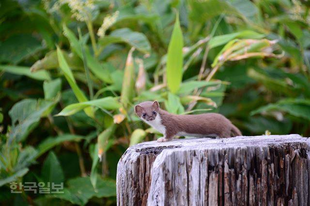 0북방족제비 오코조.