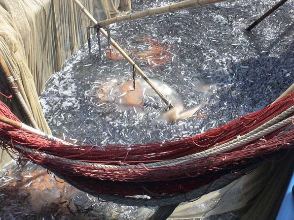 남해안에서 멸치잡이에 나선 기선저인망어선이 끌어올린 그물 속에 해파리가 절반 쯤 들어있다.