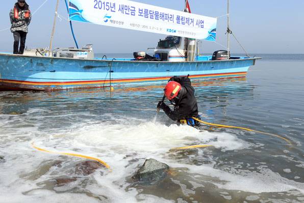 새만금 방조제 방파제 구조물에 붙어 있는 보름달물해파리 폴립을 고압 분무기 등을 이용해 제거하고 있다.(2015년 3월)