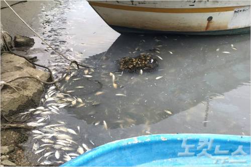 떼죽음 당한 물고기와 혼탁한 바다, 심한 악취가 뒤섞인 전북 부안군 계화면 양지포구의 수변. (사진=임상훈 기자)