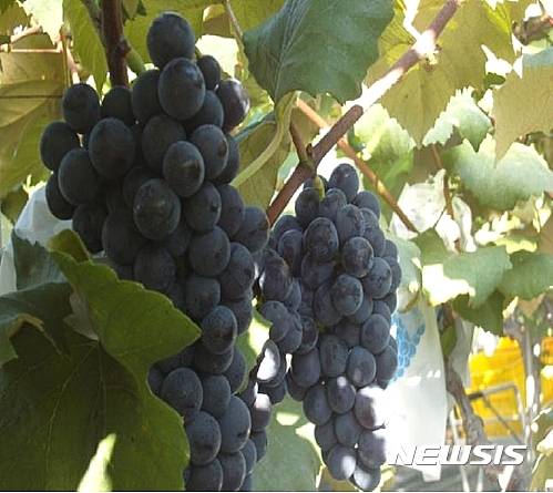 가평 포도.